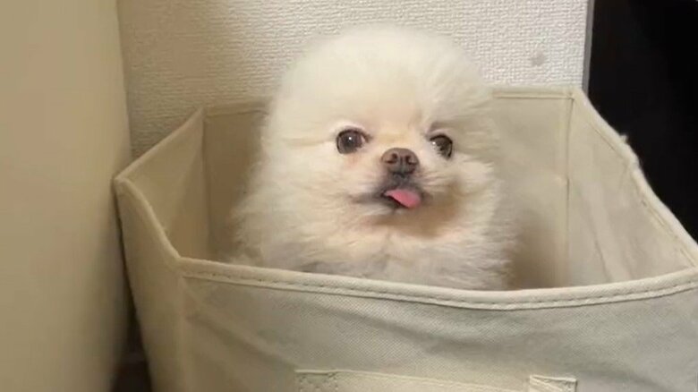 自分で出られない場所に入り、注意されるとこの表情