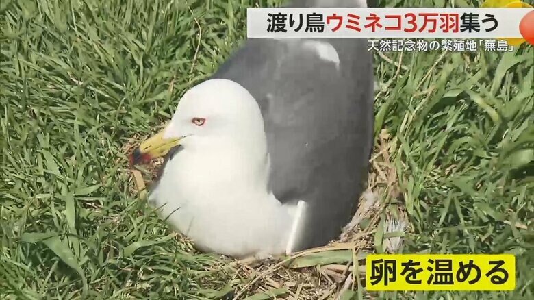 卵を温めるウミネコ様子