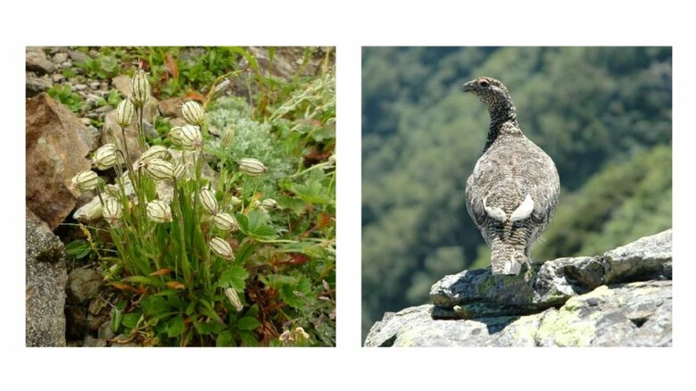 南アルプスの高山植物とライチョウ