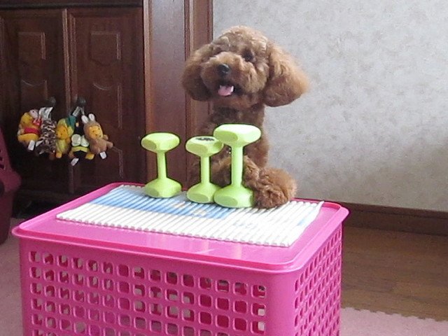 1歳の頃のデコピン君