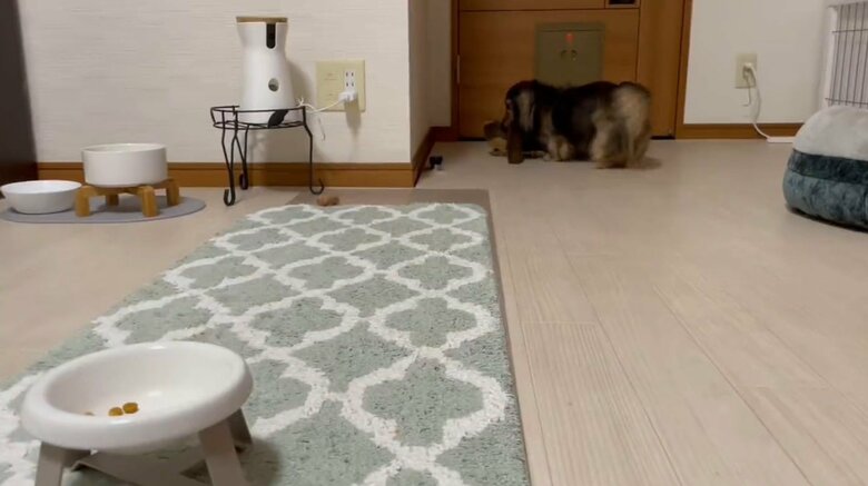 提供：るのんさん