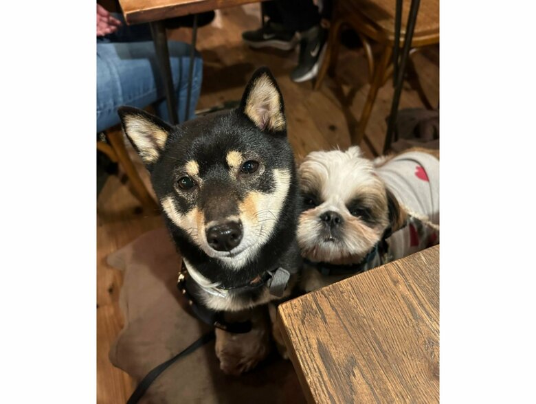 大好きなお友達と2ショット（提供：豆柴ごま娘さん）