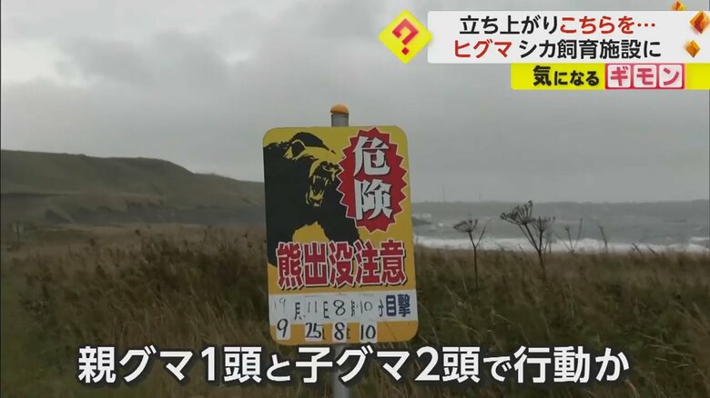 今回現れたヒグマは、親グマ1頭と子グマ2頭で行動しているとみられる