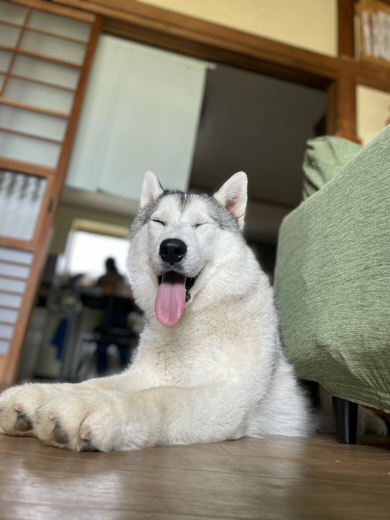 提供：スカイさん