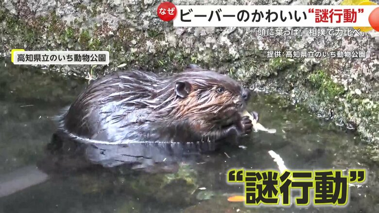 確認されたビーバーの“謎行動”（高知・香南市の「高知県立のいち動物公園」）