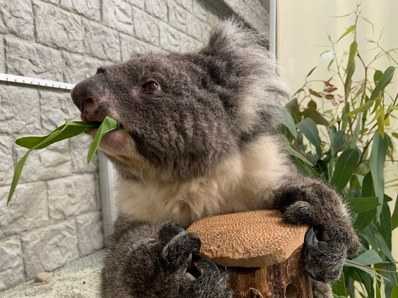 むしゃむしゃ食べるみどりちゃん（提供：イングランドの丘）