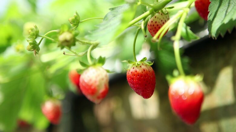 中戸川さんが「秋田を代表する作物にしたい」と語る『秋田夏響』