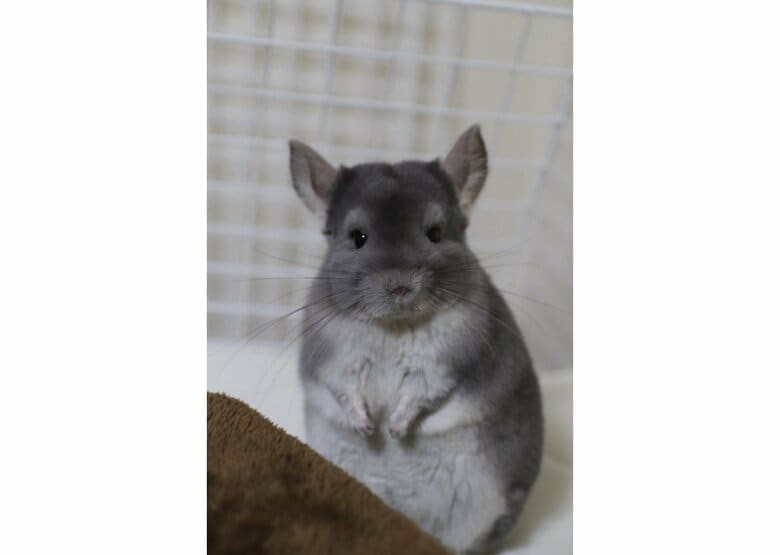 提供：金太郎の日常さん