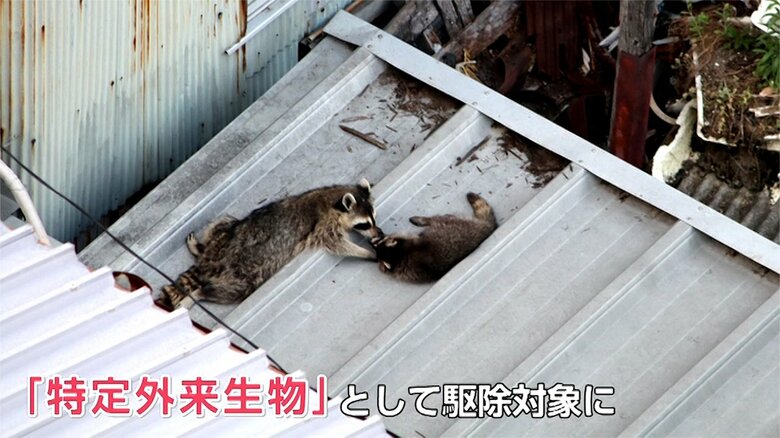 「特定外来生物」として駆除の対象になっているアライグマ