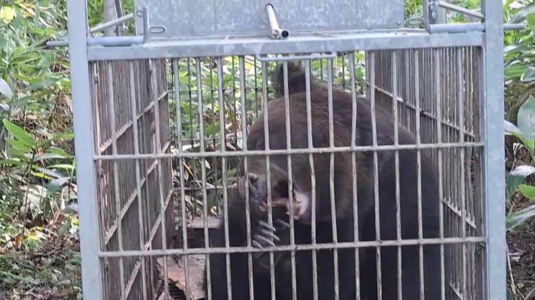 捕らえたのは約150kgのオス(提供：北海道猟友会支部)