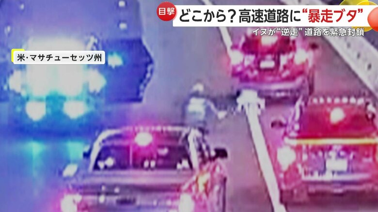 逆走するイヌ（6日、アメリカ・マサチューセッツ州）