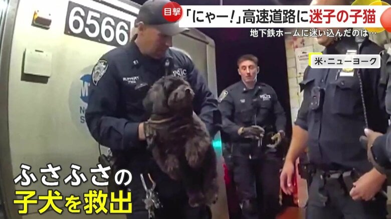 地下鉄のホームに迷い込んだ子犬（16日、アメリカ・ニューヨーク）