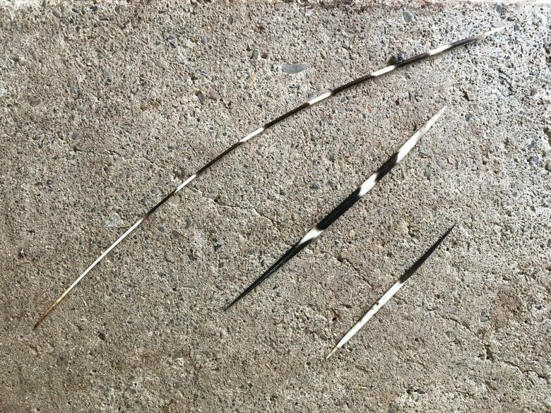 長く細いのが背中の方の軟らかめの毛。太く短いのが尾周辺の刺さる毛だそう