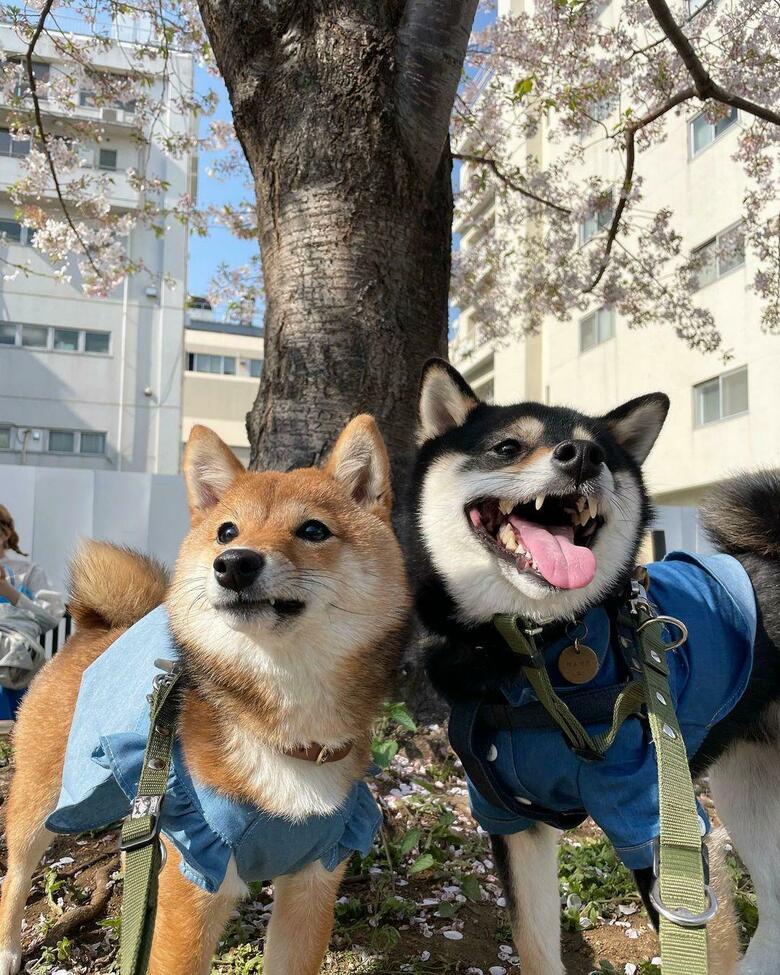 提供：まめふく&ゆめくりさん