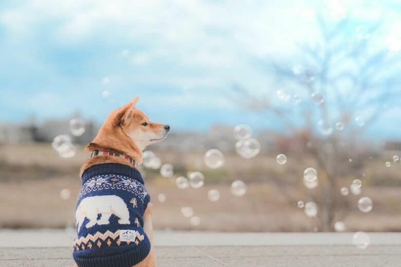 提供：柴犬 むぎさん