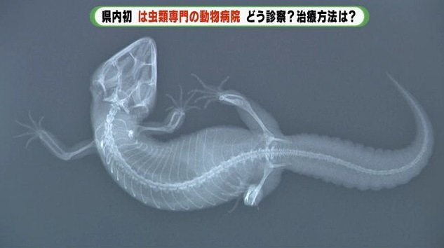 ヤモリのレントゲン写真