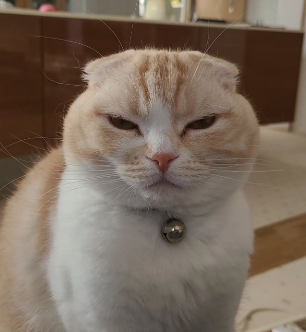 提供：犬と猫の親バカ日記さん