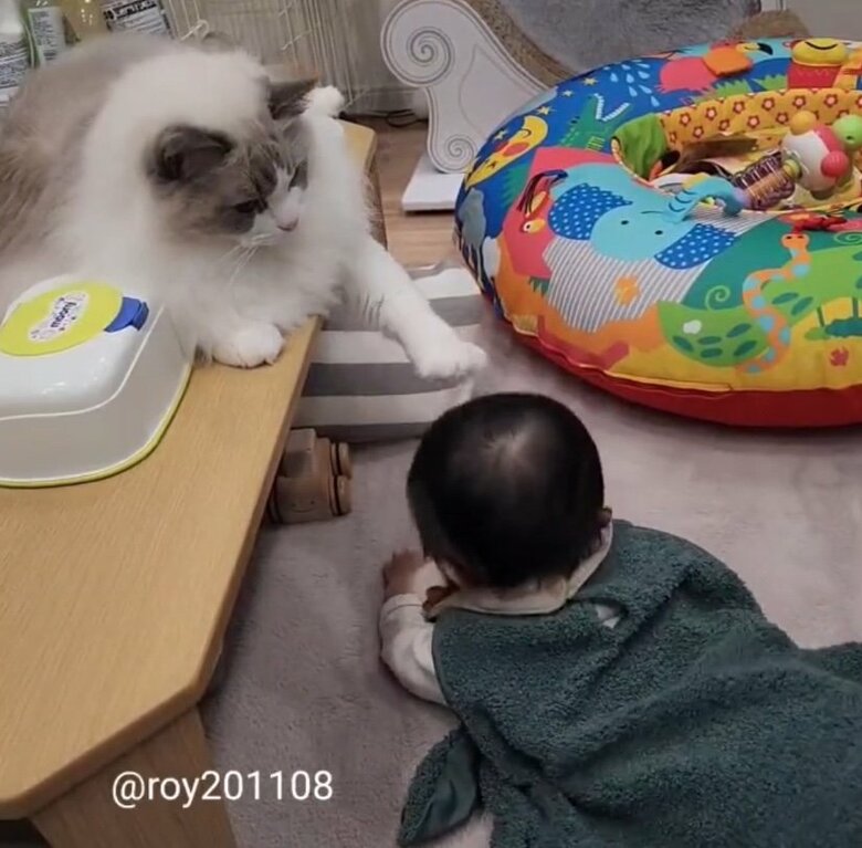 提供：ロイ(Roy)くん@ラグドールさん