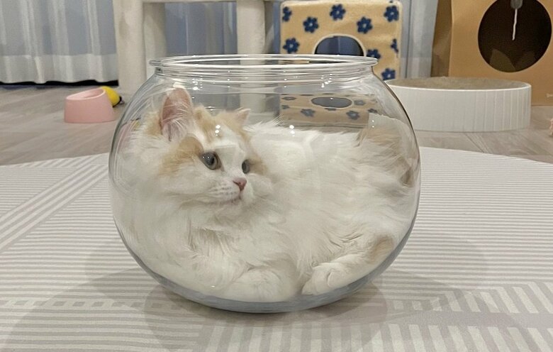 お気に入りだという猫鉢