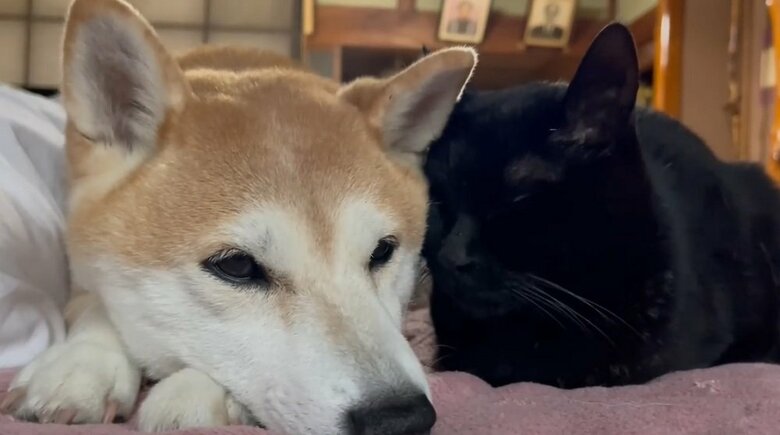 寄り添っていれば安心