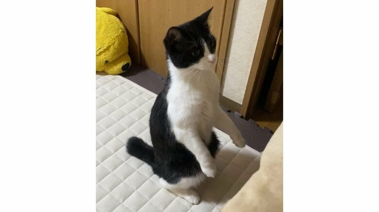 一瞬立った静ちゃん