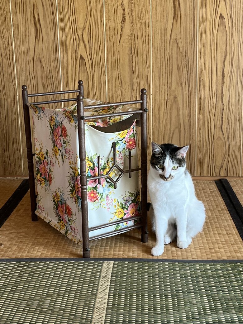 レトロな柄と猫