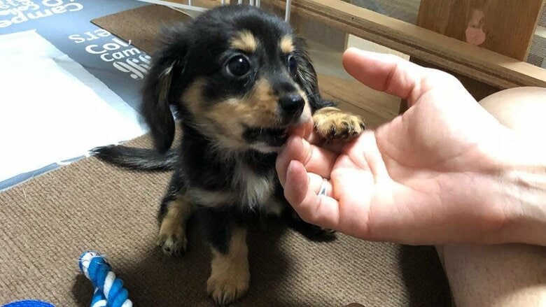 子犬時代の小太郎くん
