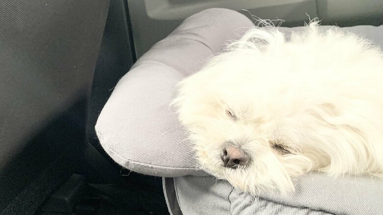 遊び疲れて車中でぐっすり