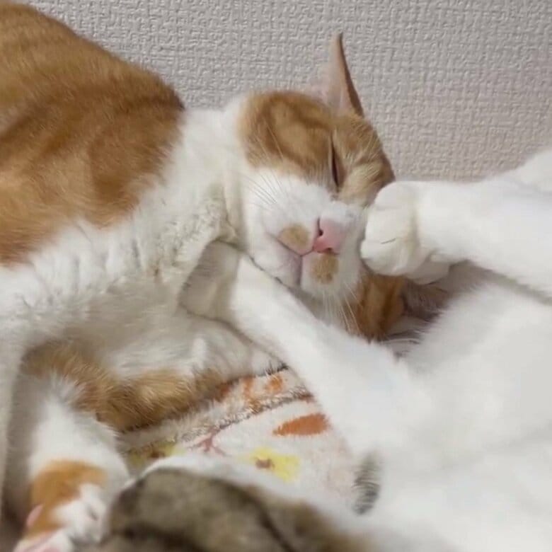 どんなに顔を押されても…