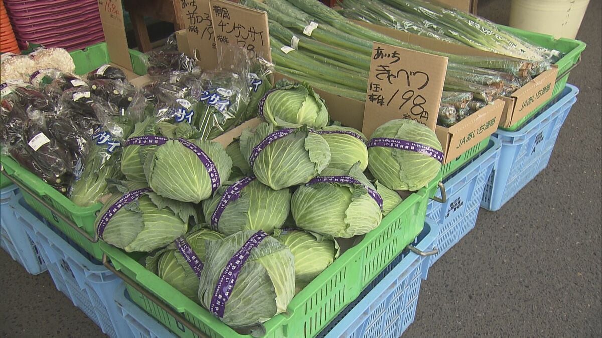 1月初旬は1玉800円ほど→214円に…『キャベツ』値段がピーク時の約4分の