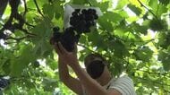 高知・大月町で「ブドウ狩り」始まる　暑い夏にぴったりの1房まるごと使ったジュースも