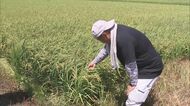 強い日差し等で品質低下…コメ農家が気を揉む“高温障害” 新米の出荷価格は不透明も「ある程度は欲しい」