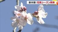 松山にも春の便り　サクラ開花宣言「大きな節目」約１週間後に満開か　花見シーズンへ【愛媛】