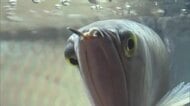 本物のナマケモノに興奮！南米・アマゾン川流域に生息する珍しい生き物大集合（鳥取・境港市）