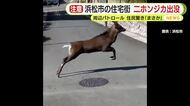 浜松市の住宅街　二ホンジカ出没　市職員が周辺パトロールして警戒　地元住民驚き「まさか」