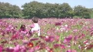 晴天に映える秋の花　福井市の宮ノ下コスモス公苑で1億本が見頃　土日限定で押し花教室も開催