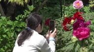 ”ボタン寺”でボタンの花が見ごろ迎える「すごくきれい」 県内外からの観光客が境内周辺に咲く33種約1000株を楽しむ　新潟・佐渡