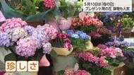 「感謝の気持ちを花に」母の日に向け花屋が活況　今年の人気は限定の「珍しいあじさい」