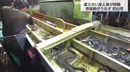 皮も身も柔らかい「新仔うなぎ」出荷スタート　シラスウナギ豊漁で市場価格は去年より3割安くなる見込み