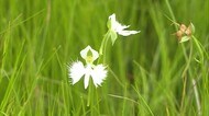 季節は夏から秋へ…県の絶滅危惧種「サギソウ」が見ごろ 小さいながらも優雅な姿【岡山・総社市】