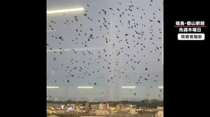 【独自取材】駅前に“迷惑カラス”の大群…温暖化の影響で“越冬地に選ばれた”か　福島・郡山