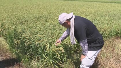 強い日差し等で品質低下…コメ農家が気を揉む“高温障害” 新米の出荷価格は不透明も「ある程度は欲しい」