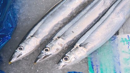 秋の味覚“サンマ”豊漁のワケ…近年減少傾向も北海道・根室市での水揚げ量は去年の10倍以上に！サイズ大きく価格も3割ほど安く