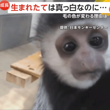 真っ白な赤ちゃんサル…生後100日ごろには真っ黒に！赤ん坊と分かるように最初だけ色が違うアビシニアコロブス　愛知・犬山市「日本モンキーセンター」