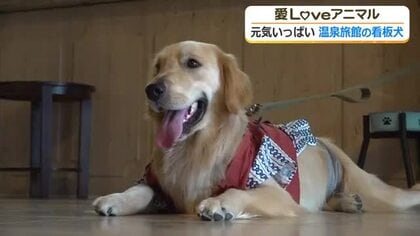 温泉宿の看板犬ゴールデンレトリバーの音くん　浴衣姿でお出迎え　屋内ドッグランでは大はしゃぎ
