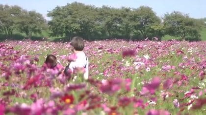 晴天に映える秋の花　福井市の宮ノ下コスモス公苑で1億本が見頃　土日限定で押し花教室も開催