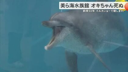 さようなら、オキちゃん　イルカショー50年、世代を超えて親しまれた主役