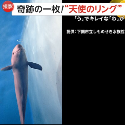 【奇跡の一枚】まるで天使の輪！スナメリの上手すぎる“バブルリング”で　得意な理由は口の形を「う」にできるから　山口・下関市「海響館」