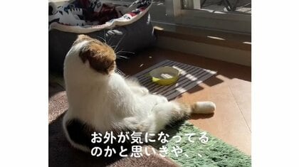 「縁側のおじいちゃん？」ひなたぼっこで窓辺に腰掛ける猫に癒やされる…いつもこの体勢?飼い主に聞いた