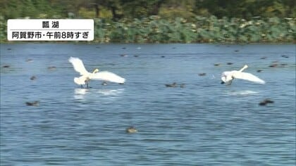 「冬が来たなと」冬の使者・ハクチョウが今年も飛来 約4000km離れたシベリアから越冬 “白鳥おじさん”も活動開始　新潟・阿賀野市